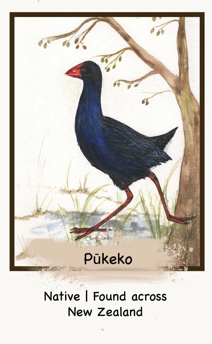 The NZ Bird Edition - Image 7